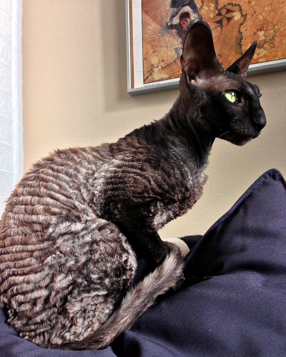 Корниш рекс кошка