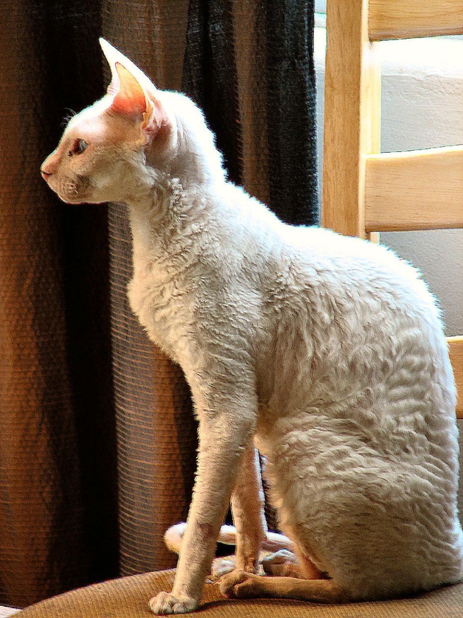 Глазки Корниш рекс