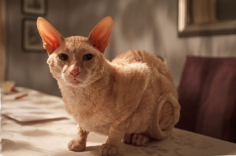 Корниш рекс кошка