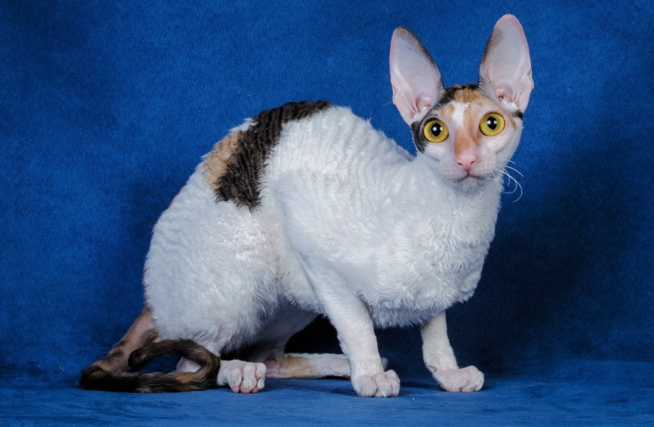 Корниш рекс
