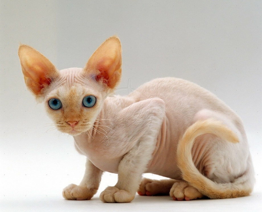 Корниш рекс кошка