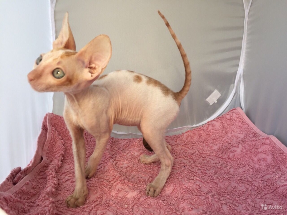 Коты породы Корниш рекс