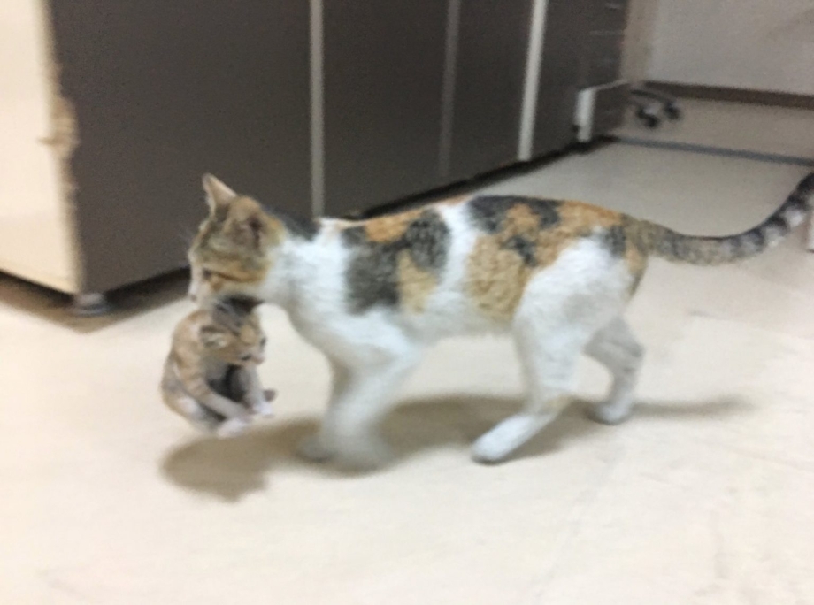 Кошка несет котенка