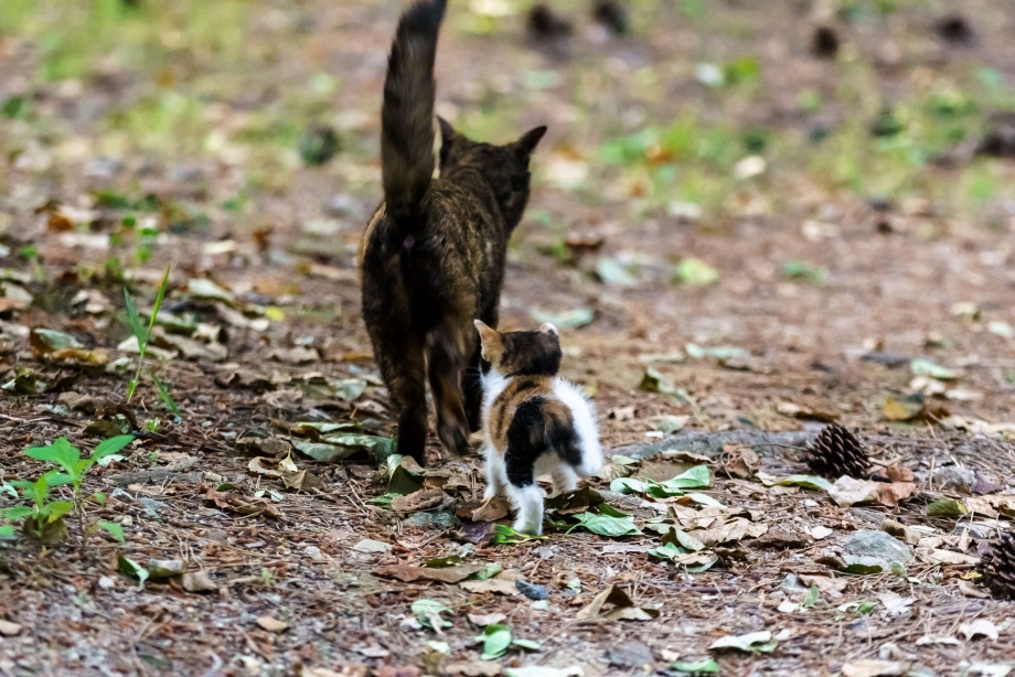 Котята с мамой