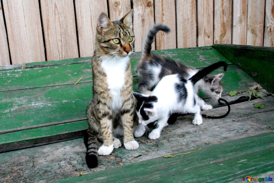Кошка несёт котёнка за загривок