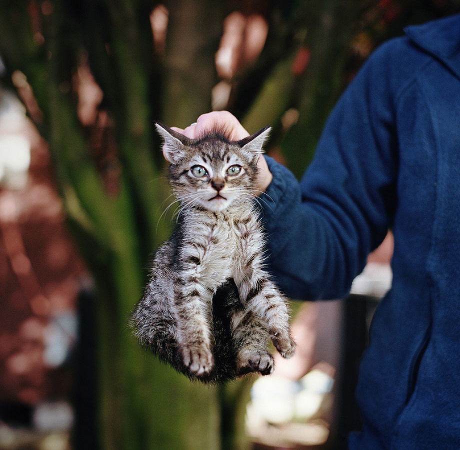 Кошка вылизывает котенка