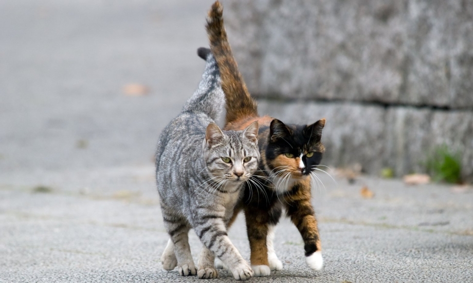 Кошка таскает котят