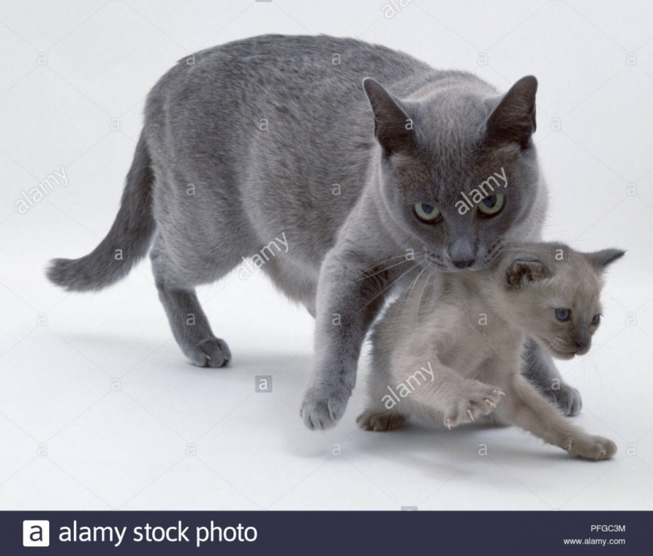 Мама кошка и котенок