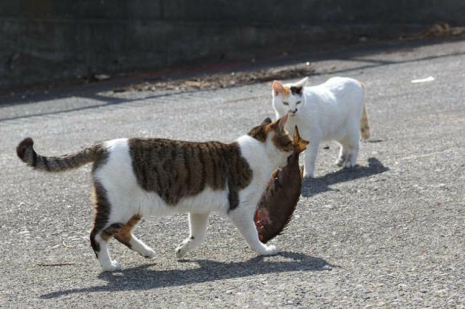 Мама кошка несет котенка