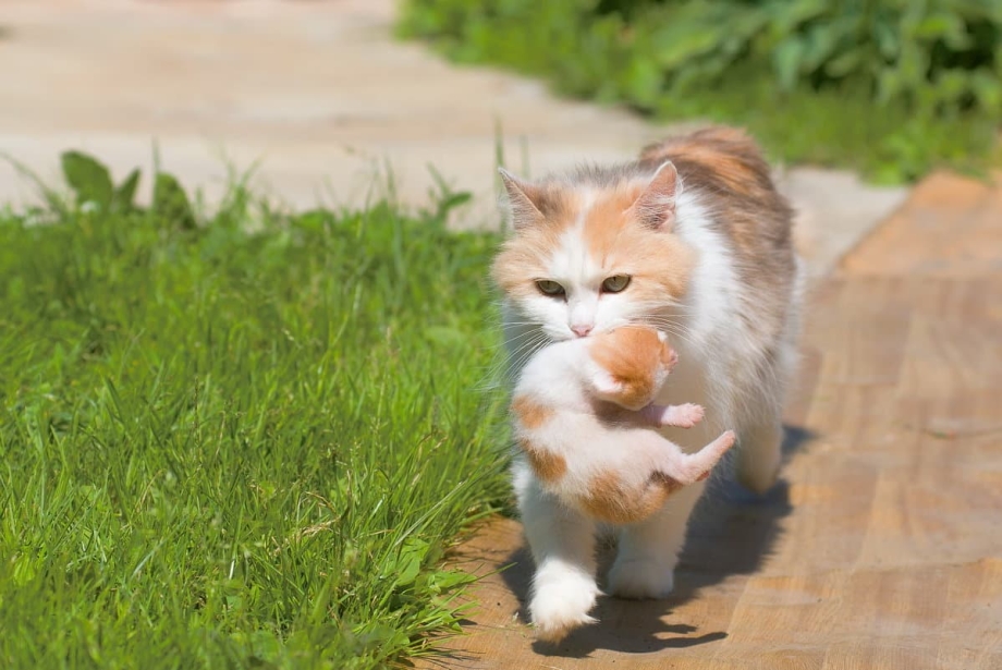 Кошка несет котенка