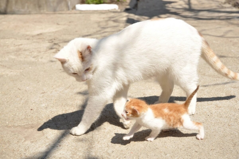 Котенок за шкирку