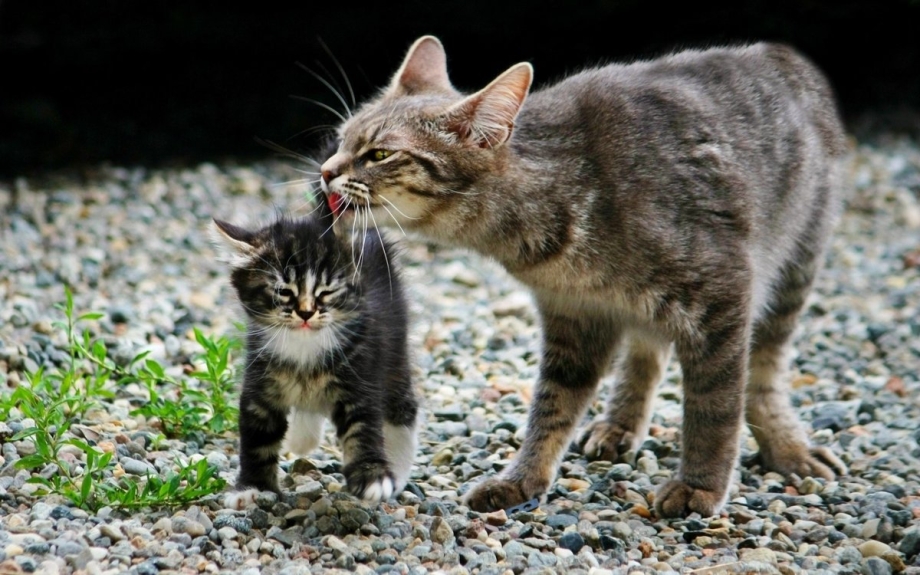 Уличная кошка с котятами