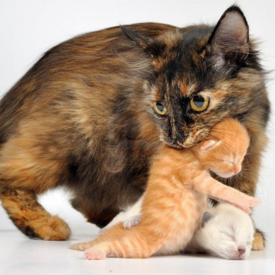 Кошка принесла котят