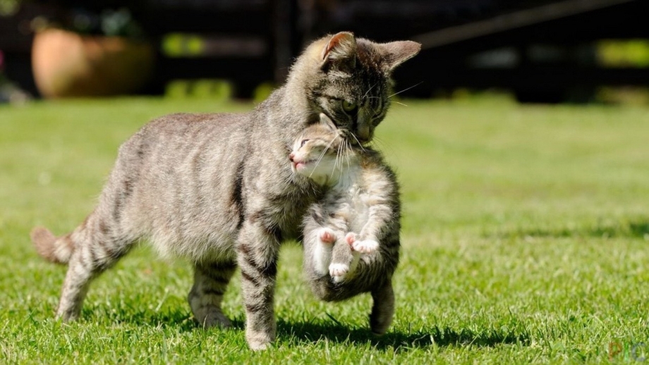 Кошка несет котенка