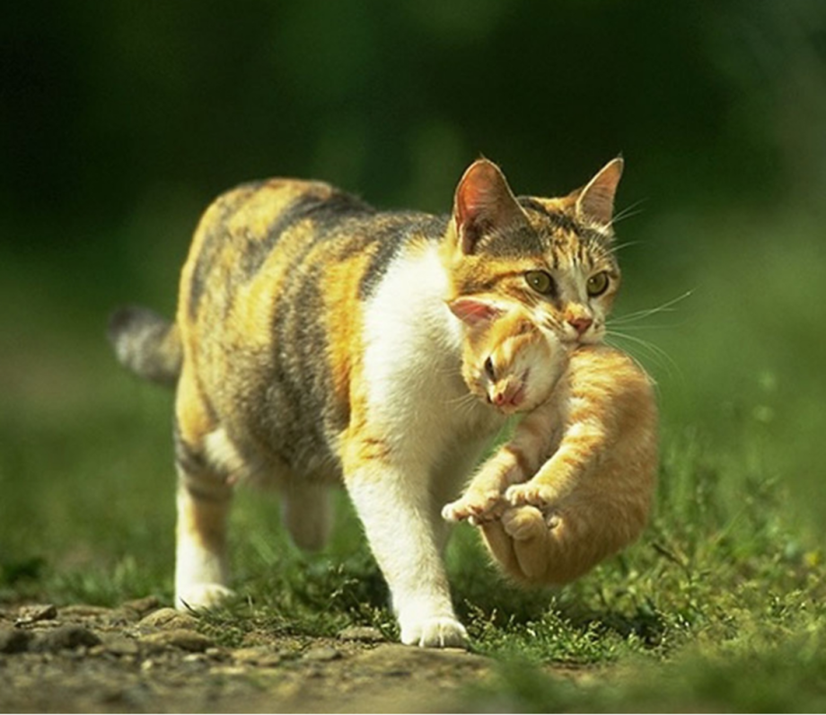 Кошка несёт котёнка за шкирку