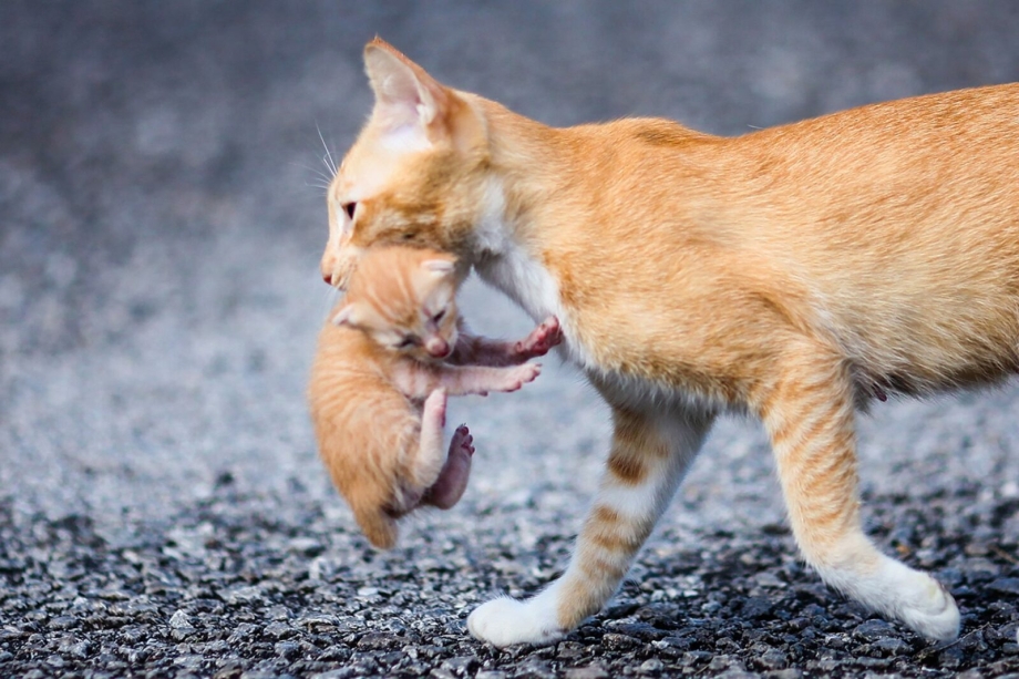 Британская кошка котенок