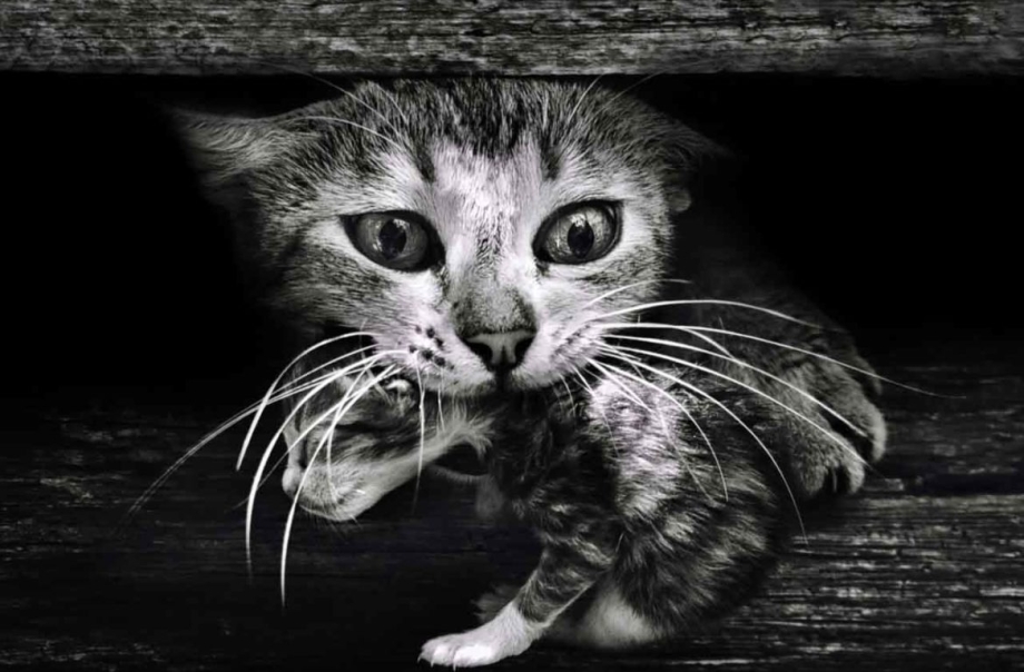 Как кошка носит котят