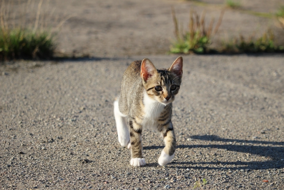 Кошка несущая котенка