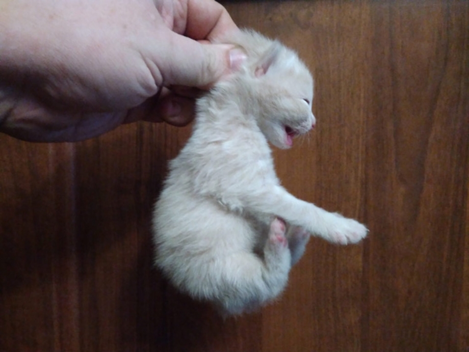 Поймать кота