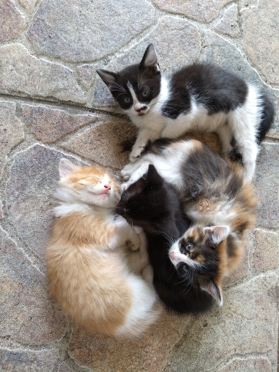 Кошка несёт котёнка за шкирку