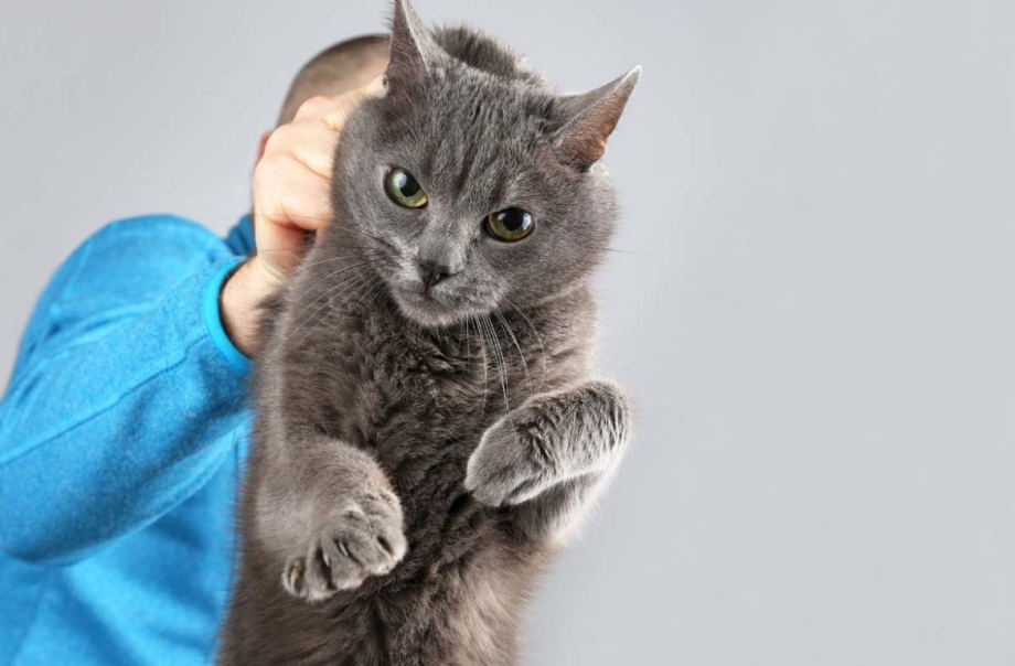 Мама кошка и котенок