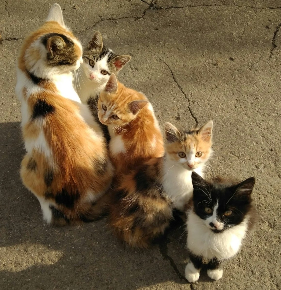 Кошка принесла котенка в больницу