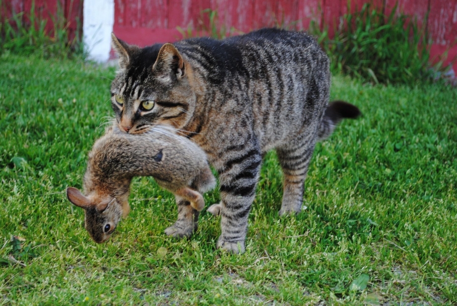 Кошка тащит котенка