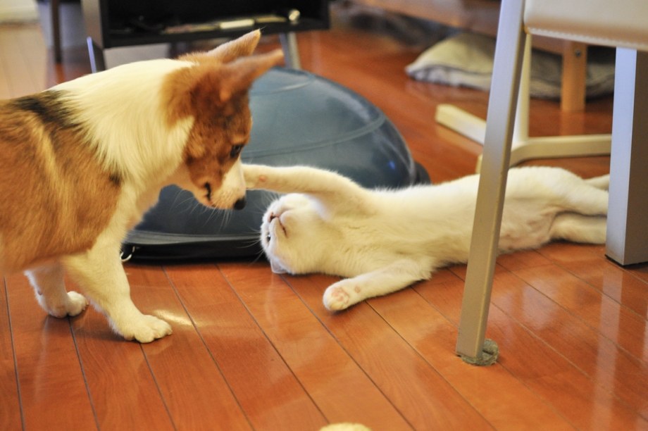 Кот Boop