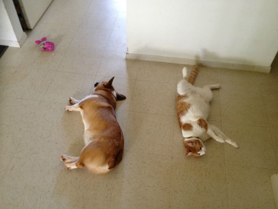 Вельш корги и кошка