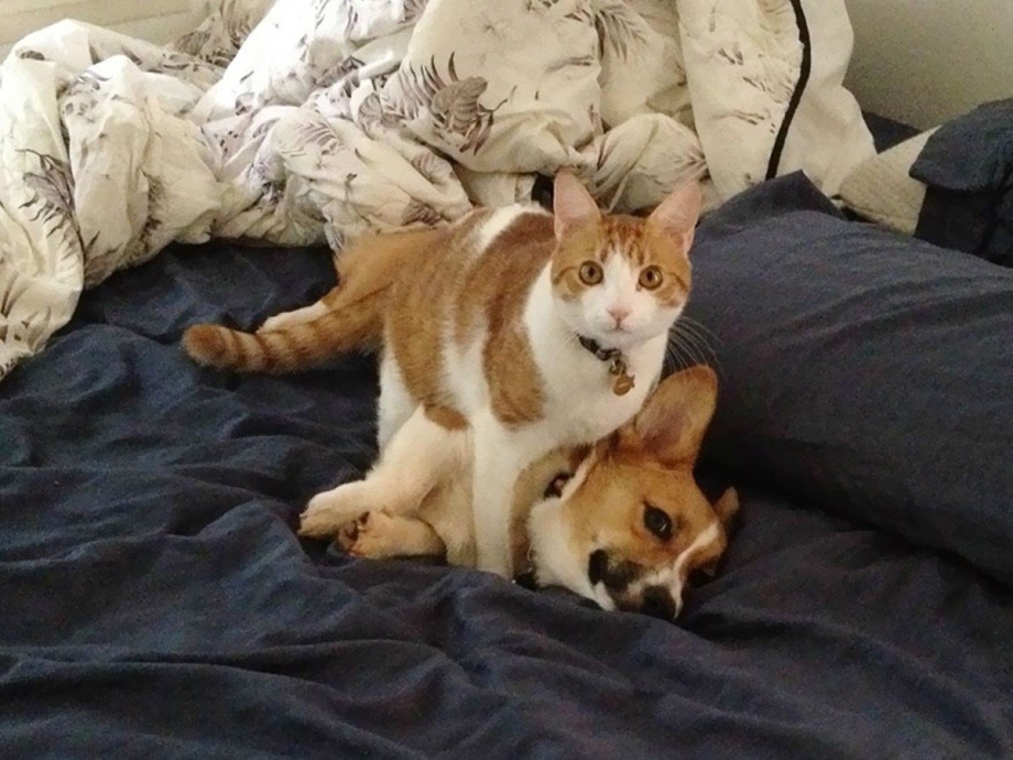 Кошки друзья