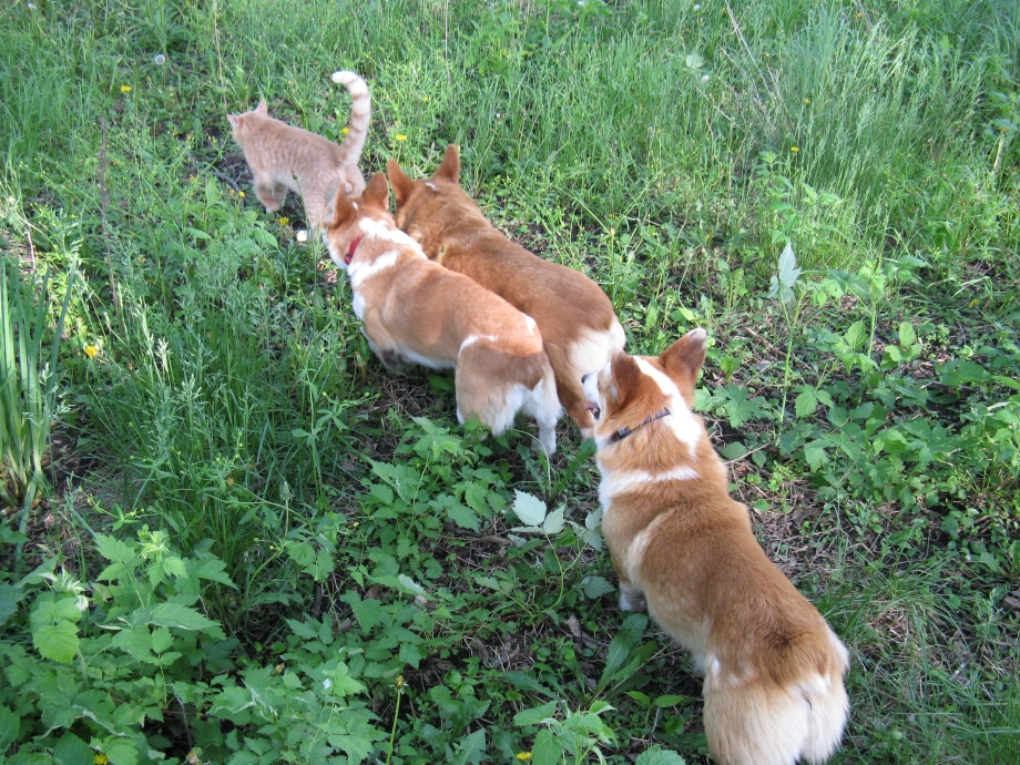 Кошка корги коротконогая