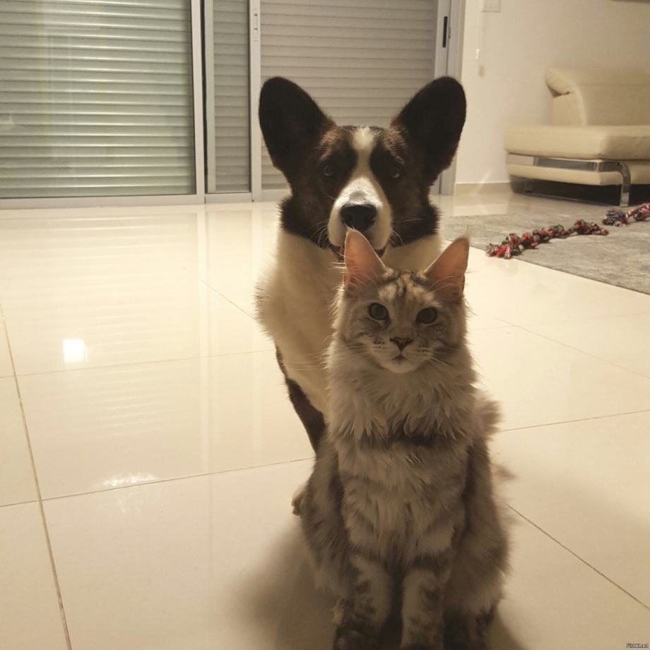 Корги и котенок