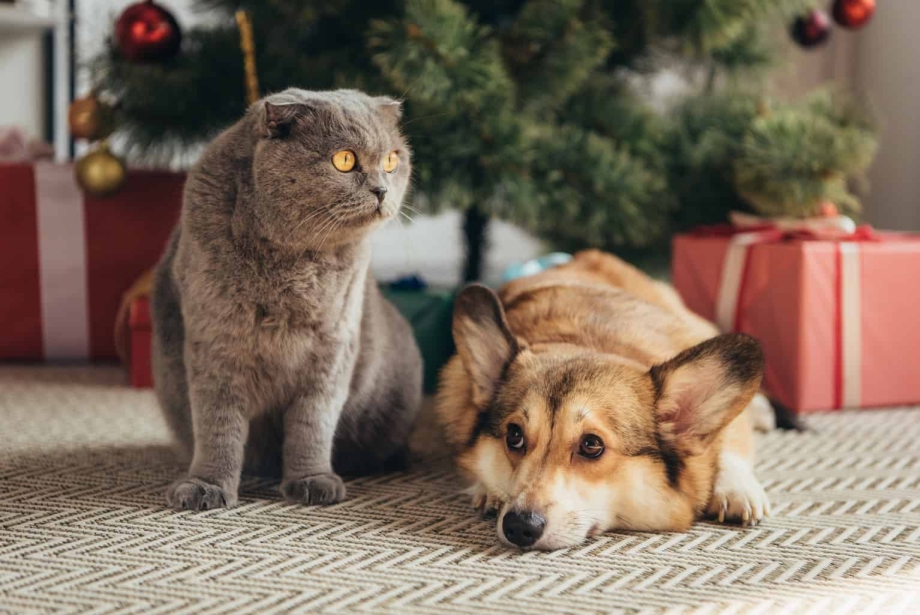 Кот британец и корги