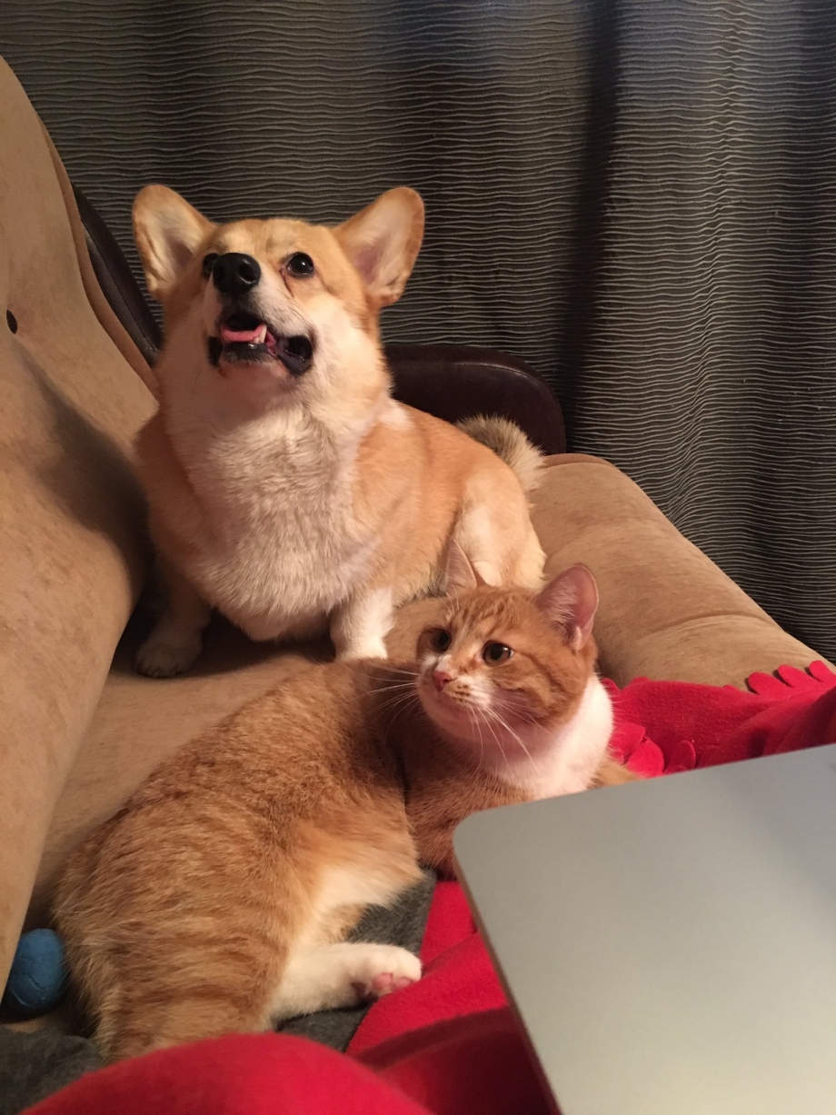 Манчкин и корги