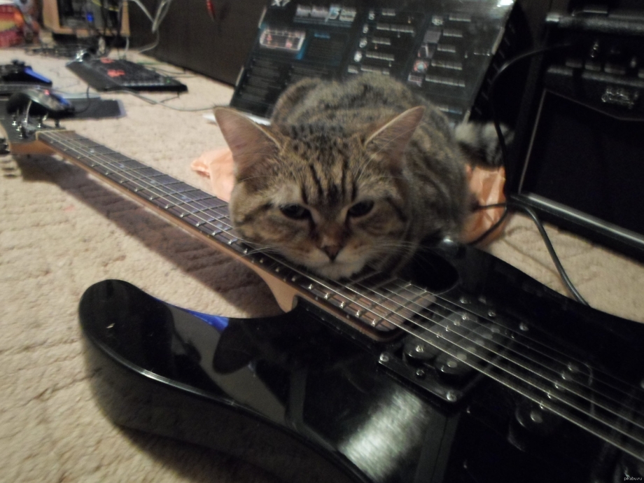 Коты с гитарой