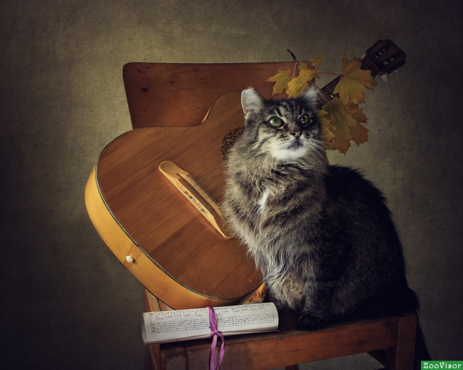 Коты музыканты