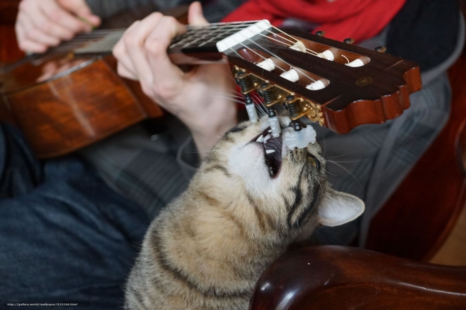 Коты гитаристы
