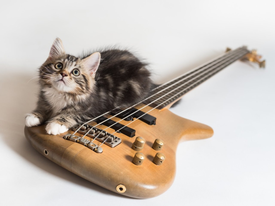 Коты с музыкальными инструментами