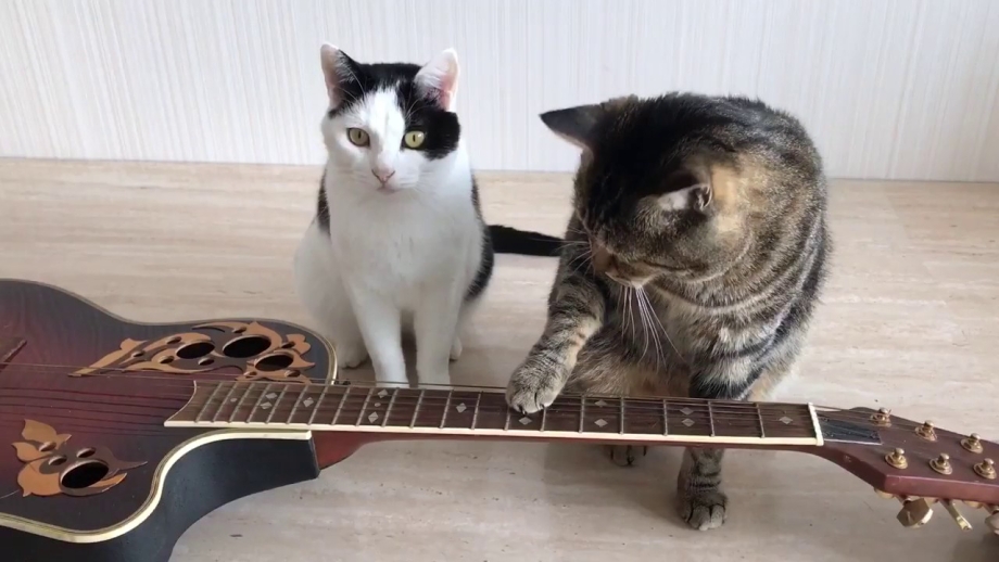 Кот с электрогитарой