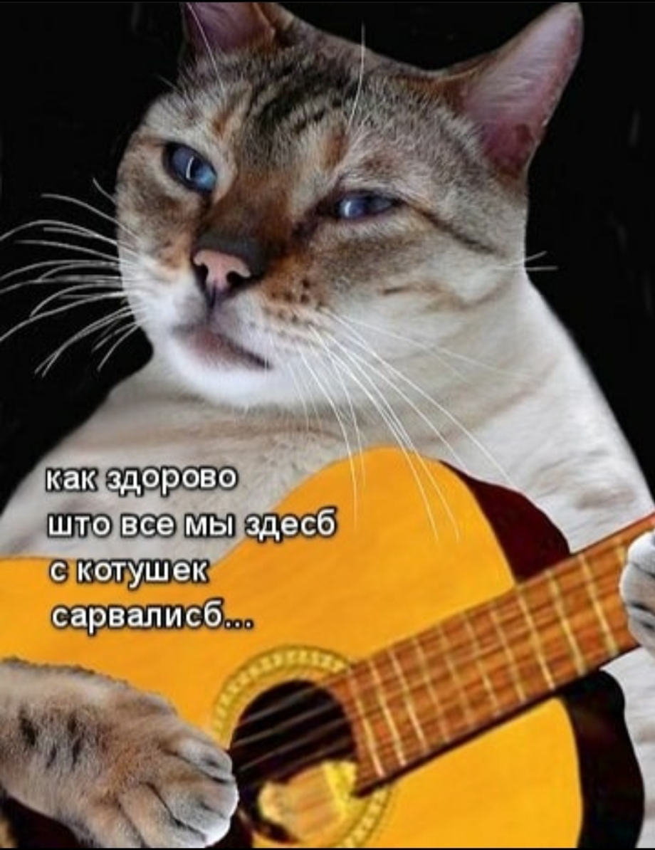 Котик с гитарой