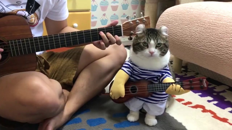 Кот гитарист