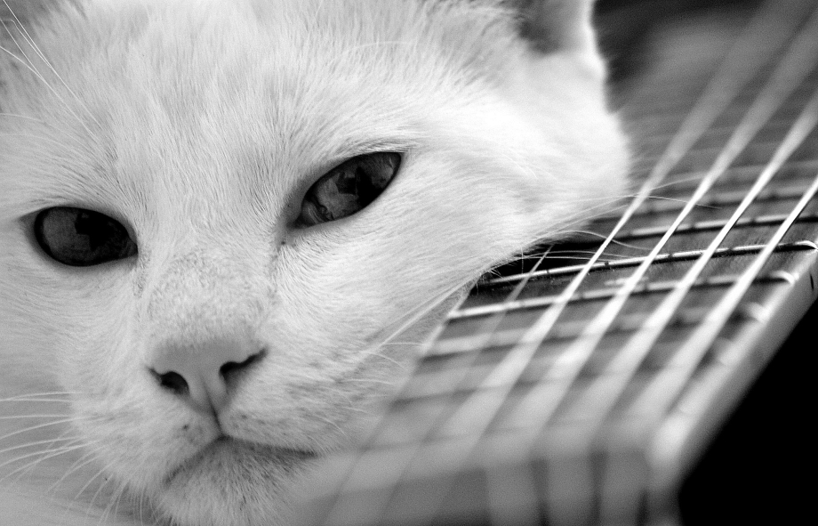 Котенок рок