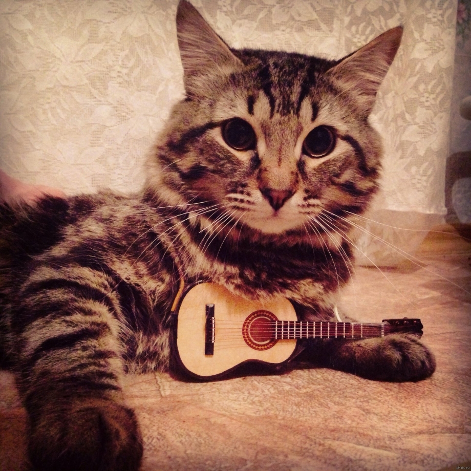 Котик с гитарой
