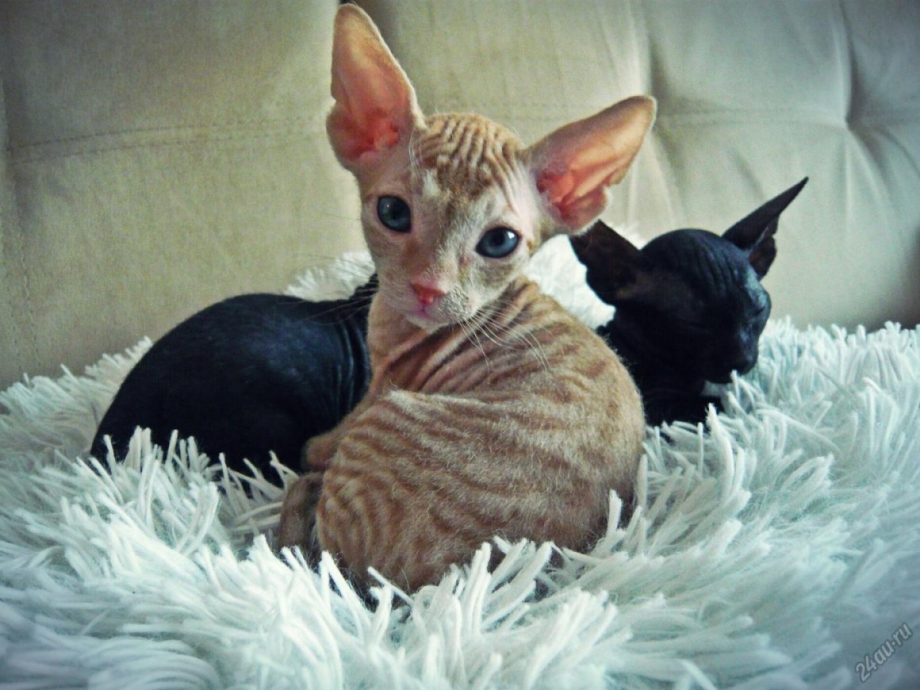 Сфинкс кошка рыжая