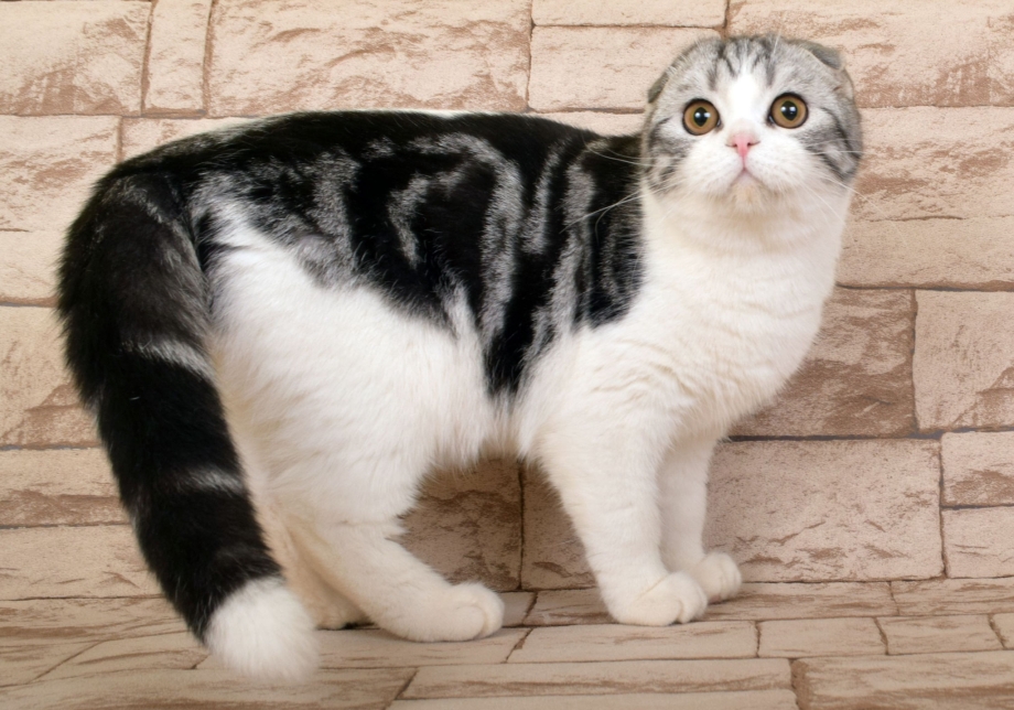 Шотландская вислоухая кошка биколор