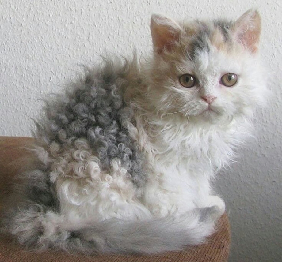 Вислоухая кудрявая кошка