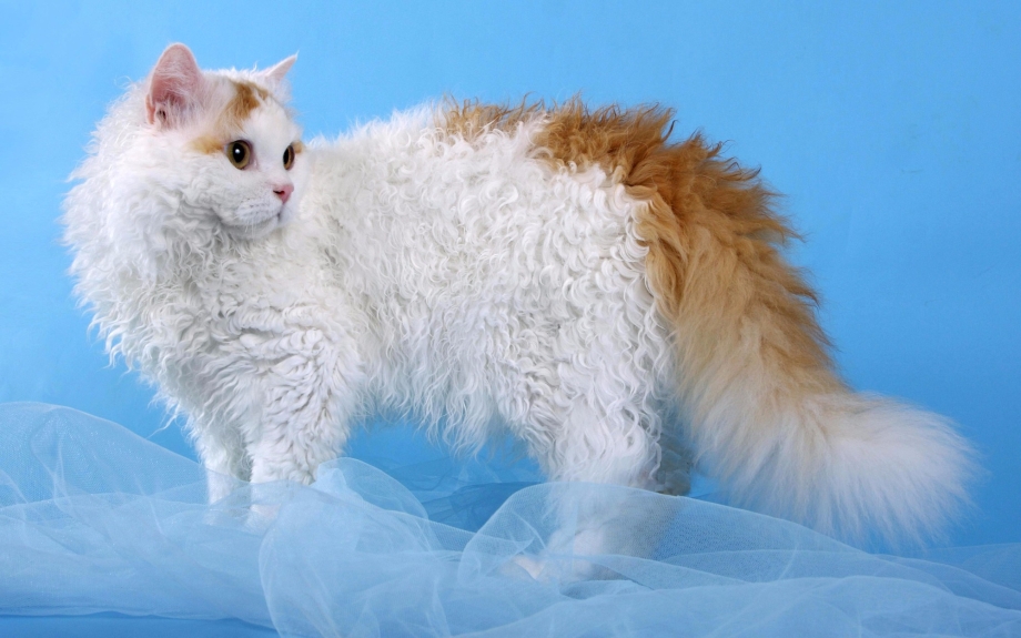 Коты Селкирк рекс
