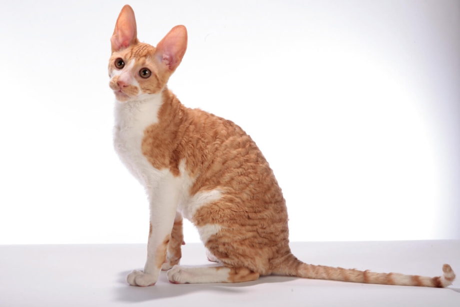 Коты породы Уральский рекс