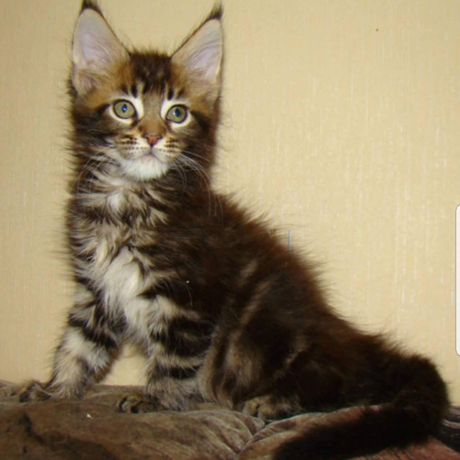 Мейкун котенок 2 имесяца