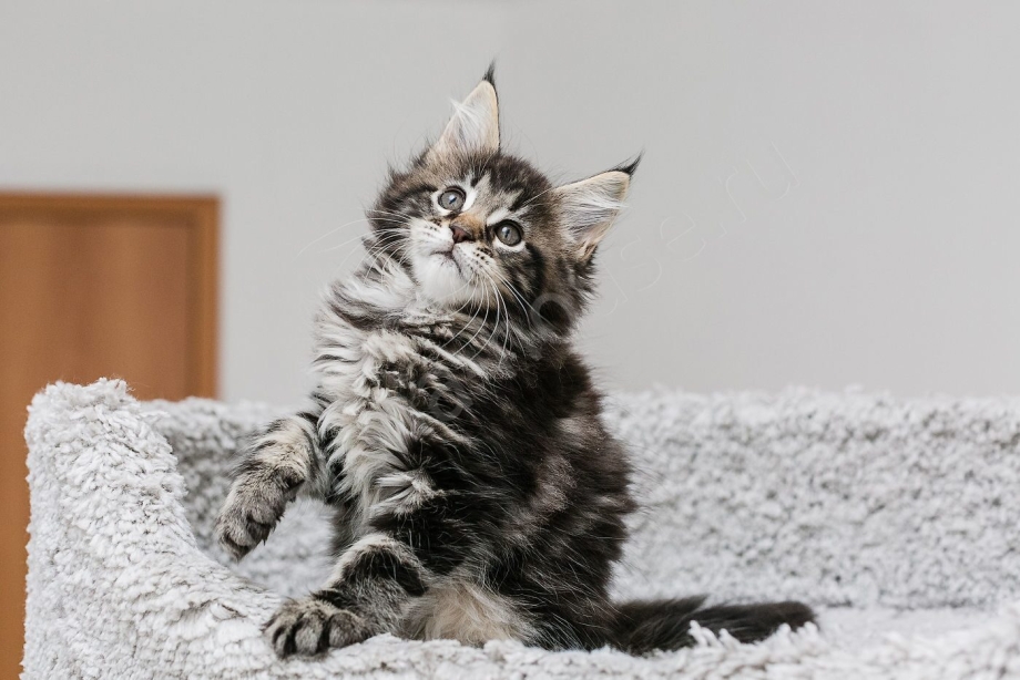 Милые котята Мейн куны
